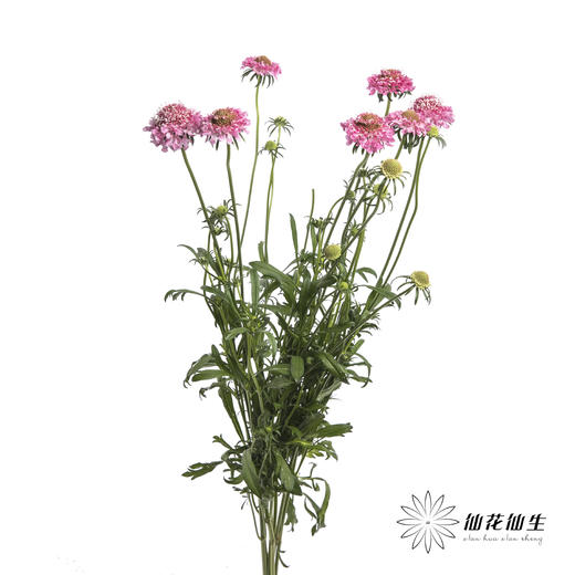 配花 | 松虫草粉色 商品图4