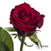 单头玫瑰 | 高原红 【如有黑边不售后】 商品缩略图1