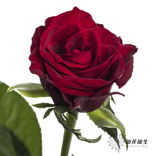 单头玫瑰 | 高原红 【如有黑边不售后】 商品图1