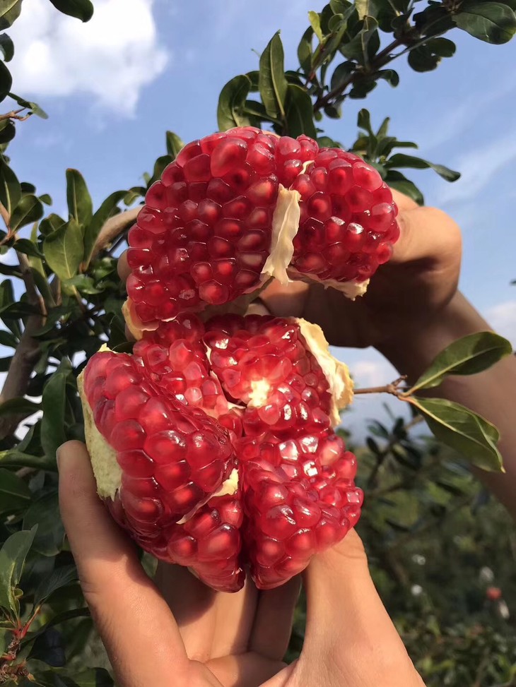 新品预售现摘现发凉山日报直供凉山会理突尼斯软籽石榴5斤大果350g