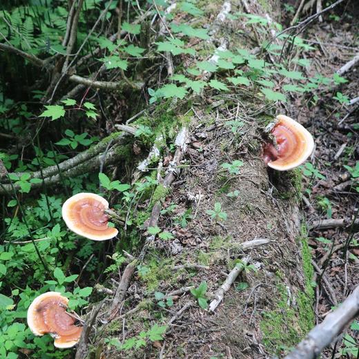 「野生灵芝」 长白山原始森林   野生野长   现切现售 商品图2