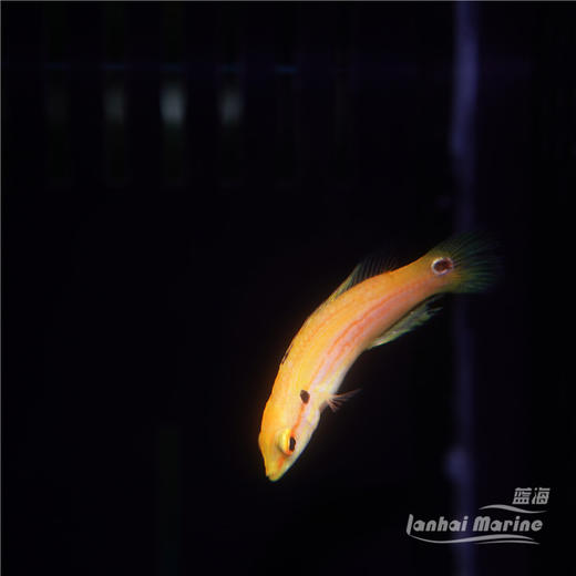 金背狐/糖果狐 商品图7