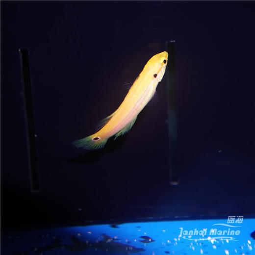 金背狐/糖果狐 商品图3