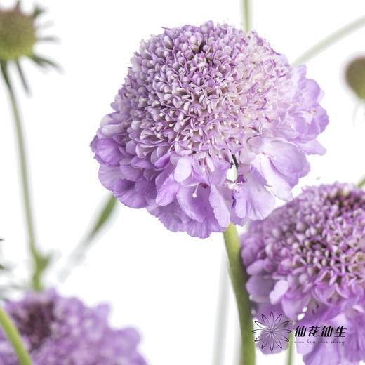 配花 | 松虫草浅紫 商品图1