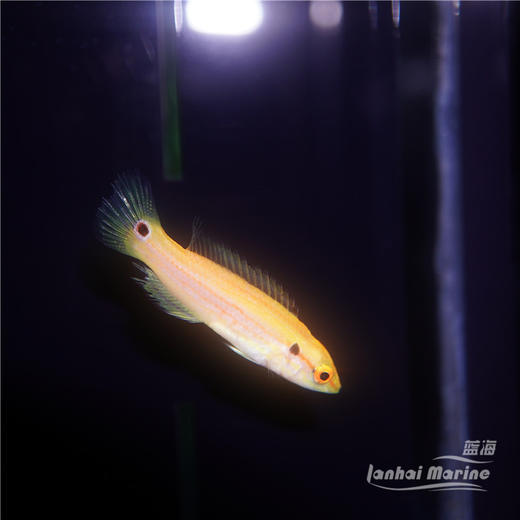 金背狐/糖果狐 商品图2