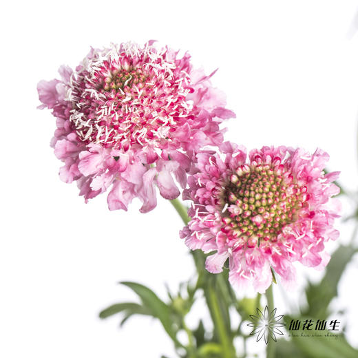 配花 | 松虫草粉色 商品图3