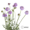 配花 | 松虫草浅紫 商品缩略图0