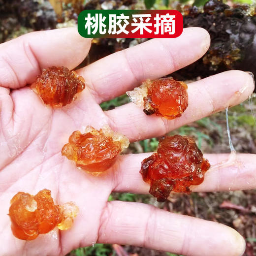 九峰山桃胶｜1斤装 植物胶质 天然食材 商品图2