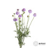 配花 | 松虫草浅紫 商品缩略图4