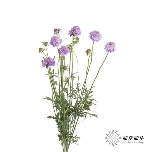 配花 | 松虫草浅紫 商品图4