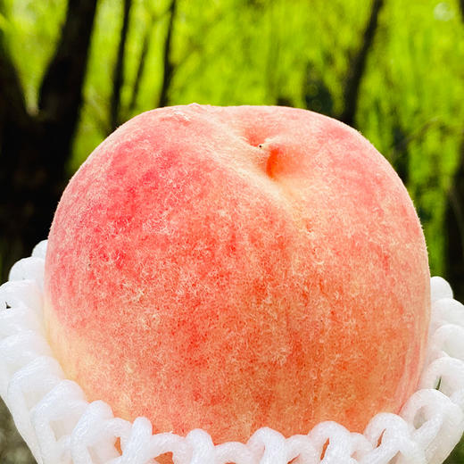 日本山梨县水蜜桃一颗晶莹剔透鲜嫩欲滴白里透着淡淡粉红色泽的水蜜桃