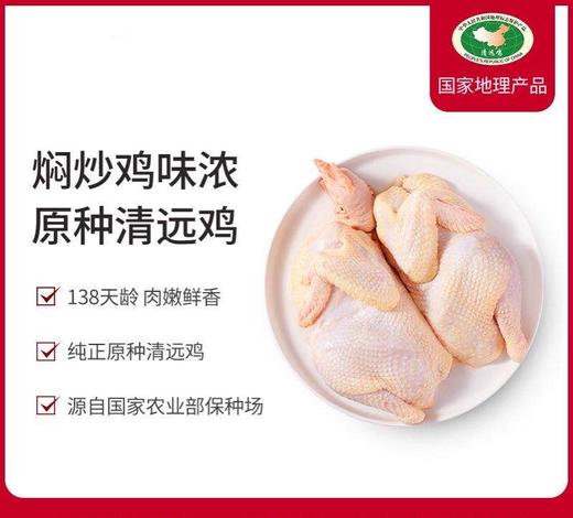 【特惠价】苏食天农138原种清远鸡800g/只【025】 商品图2