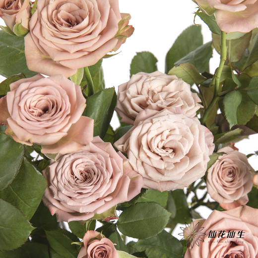 多头玫瑰 | 卡布奇诺 商品图2