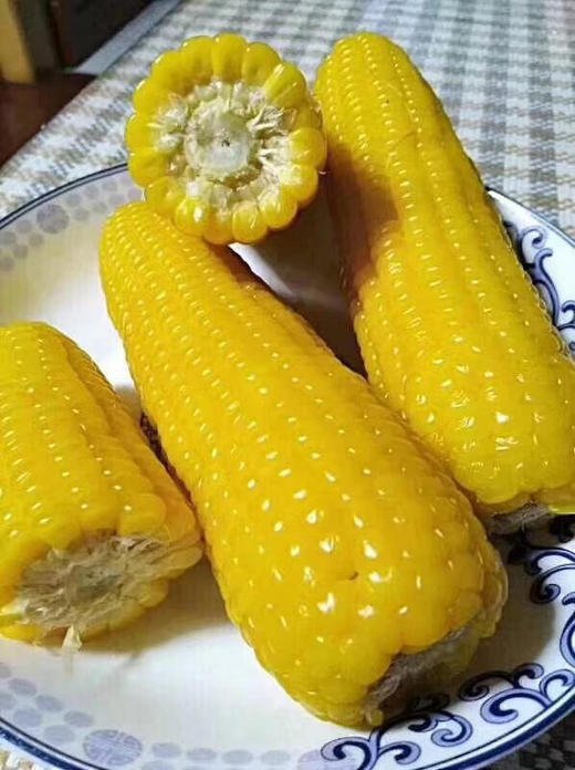 丨生态丨黄糯玉米  玉米 内蒙古河套平原 商品图0