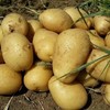 【下单后48小时左右发货】张家口 羊粪 土豆 黄皮5斤装左右 商品缩略图0