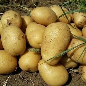 【下单后48小时左右发货】张家口 羊粪 土豆 黄皮5斤装左右