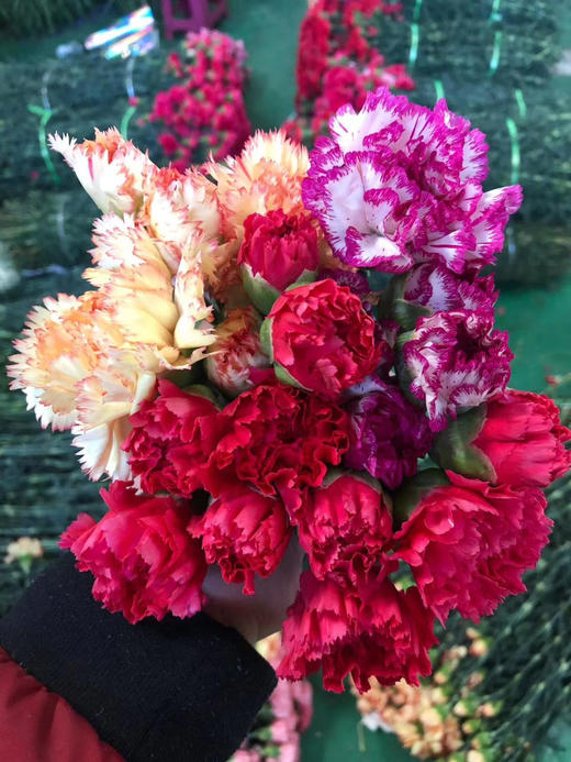 混色单头康乃馨1扎原价582扎原价112