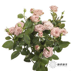 多头玫瑰 | 卡布奇诺