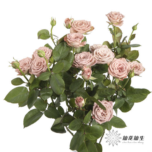 多头玫瑰 | 卡布奇诺 商品图0