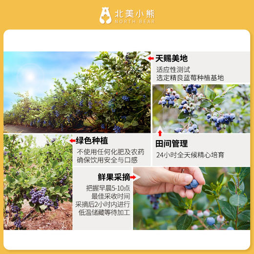 Pillitteri派利特瑞酒庄蓝莓酒 #宁波仓 商品图1