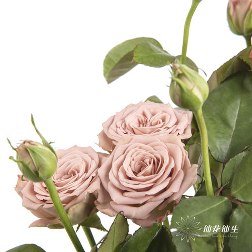 多头玫瑰 | 卡布奇诺 商品图5