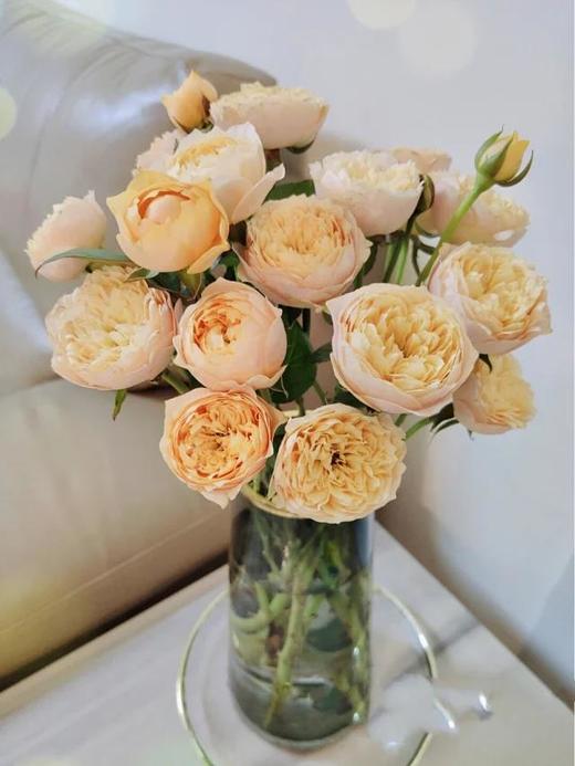 48h顺丰包邮多头奥斯汀玫瑰黄蝴蝶10支凡心所向素履所往生如逆旅一花