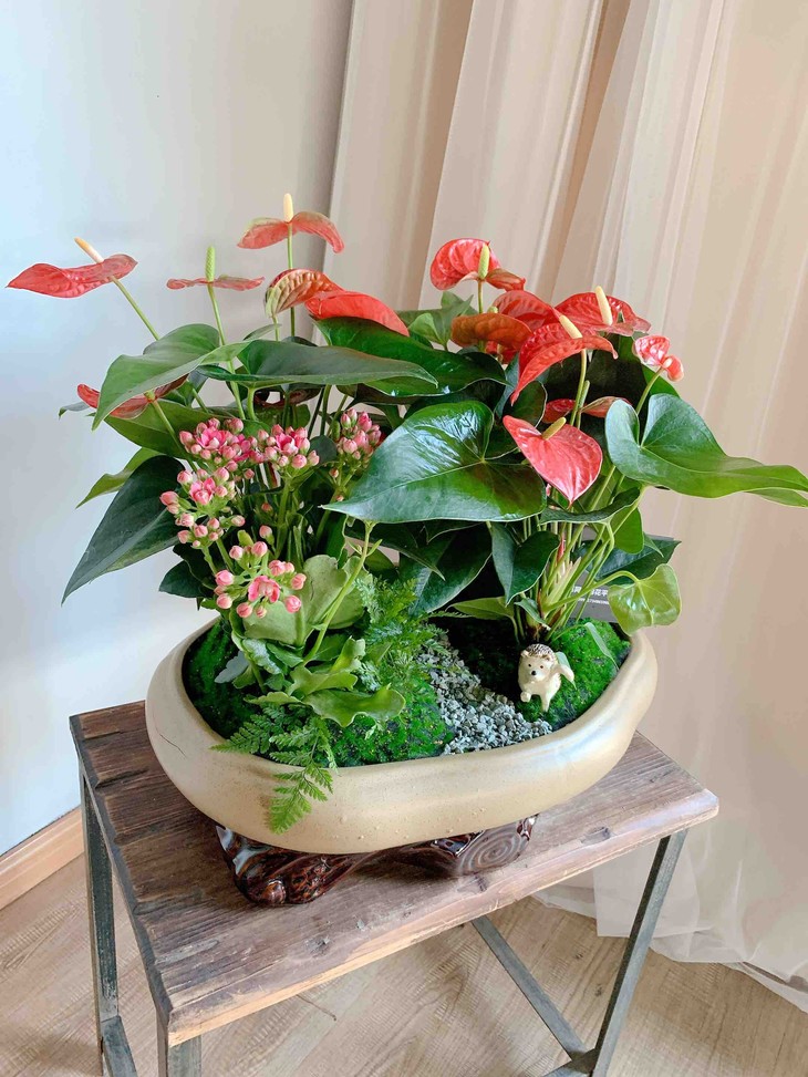 同城配送 秋季新品【红掌组合】盆栽