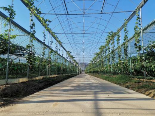 韶山金景丰阳光玫瑰葡萄 商品图4