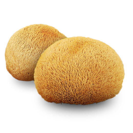 清远市林中宝猴头菇70g/罐*2罐 新款瓶装 商品图1