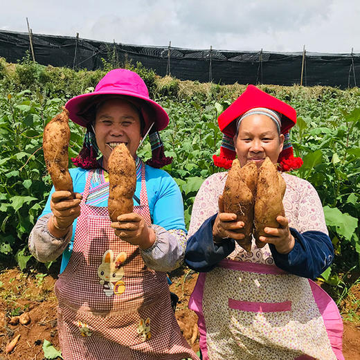 营养百搭·云南丘北红泥雪莲果 优质核心产区 500年种植历史 商品图3