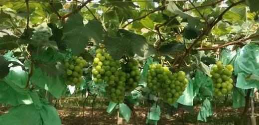 韶山金景丰阳光玫瑰葡萄 商品图1