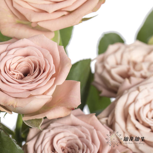 多头玫瑰 | 卡布奇诺 商品图4