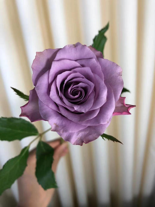 【紫色玫瑰】 1扎原价58元 2扎原价112元