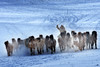 乌兰布统冬季牧歌丨林海雪原、冰湖&雾凇、雪地跑马、牛羊牧归6天摄影团 商品缩略图0