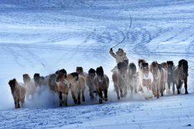 乌兰布统冬季牧歌丨林海雪原、冰湖&雾凇、雪地跑马、牛羊牧归6天摄影团