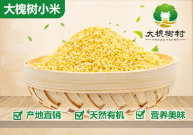 【大槐树优品】农家自产小米500g*5