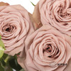多头玫瑰 | 卡布奇诺 商品缩略图1