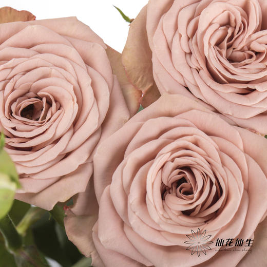 多头玫瑰 | 卡布奇诺 商品图1