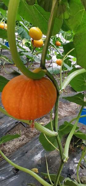 （超值体验）妈妈菜篮有机蔬菜单次体验卡（6-8种蔬菜总重约5斤）