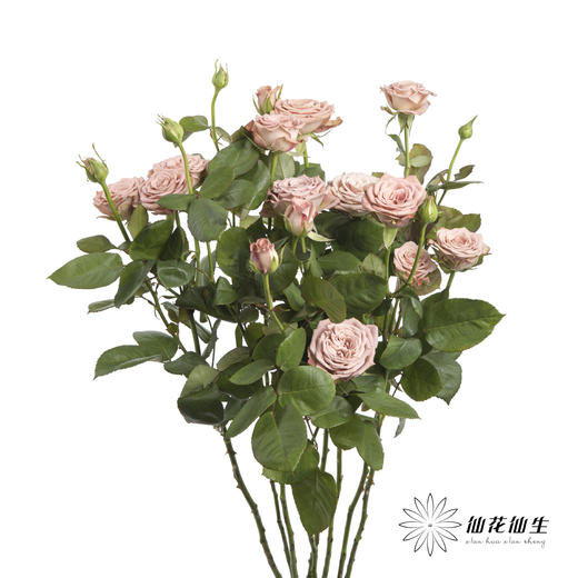 多头玫瑰 | 卡布奇诺 商品图7