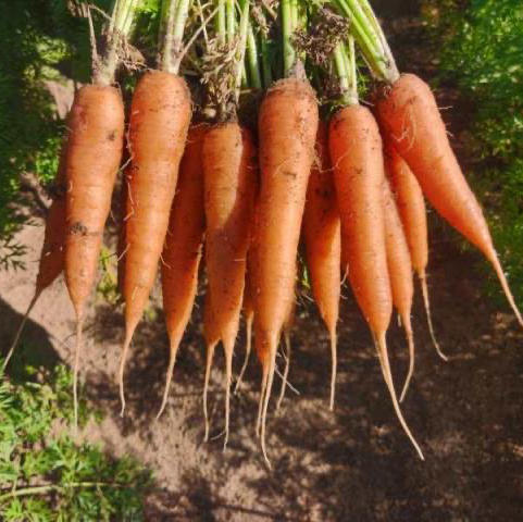 【下单后48小时左右发货，冰箱冷藏保存】河北 张家口 胡萝卜5斤装左右 商品图0