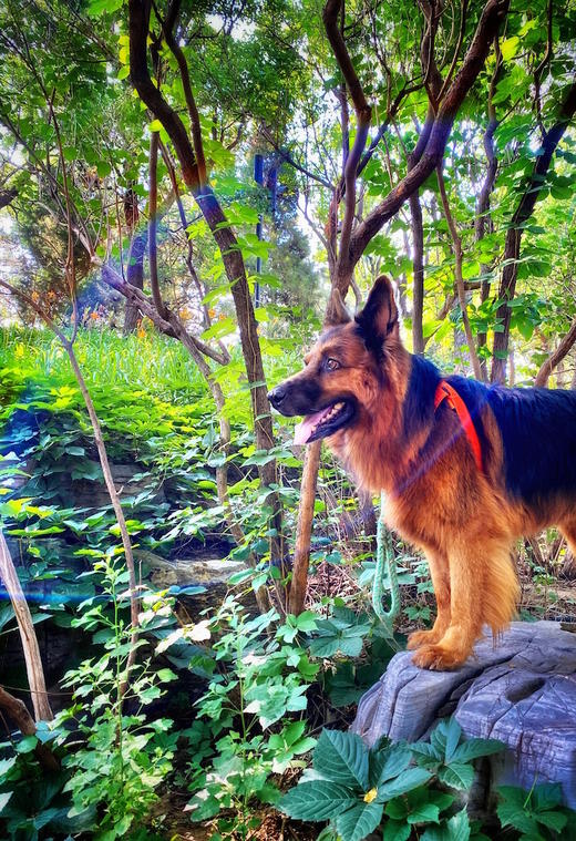 爱动物。 商品图0