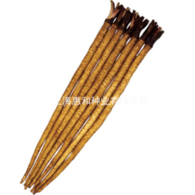 [专业种子] "滝胜"牛蒡种子