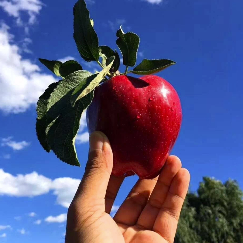 【甘肃 • 天水花牛苹果】顺丰包邮！产自黄土高原，颜值出众，果肉饱满，可脆可粉，甘甜多汁~