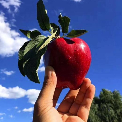 【甘肃 • 天水花牛苹果】顺丰包邮！产自黄土高原，颜值出众，果肉饱满，可脆可粉，甘甜多汁~ 商品图0