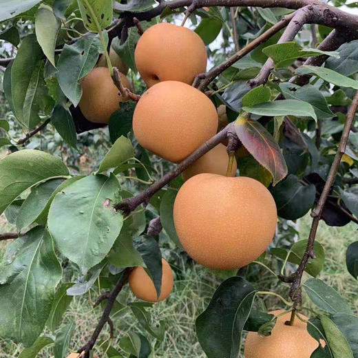 山东冰糖丰水梨 新鲜当季水果 蜜甜酥脆大雪梨 新鲜应季 精品大果 商品图3