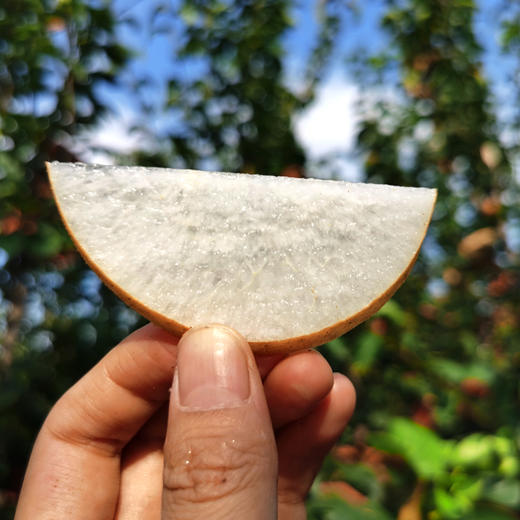 山东冰糖丰水梨 新鲜当季水果 蜜甜酥脆大雪梨 新鲜应季 精品大果 商品图2