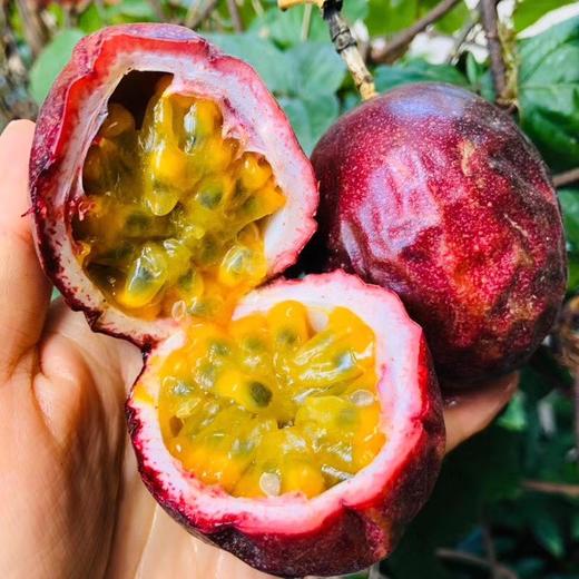 合伙人贵州紫皮百香果天然的酸爽清香绿色种植5斤装包邮