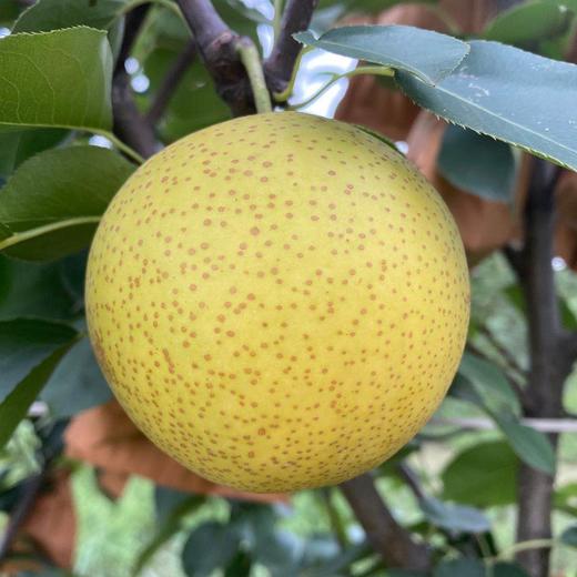 基地包邮有机皇冠梨净重5斤河北沧州