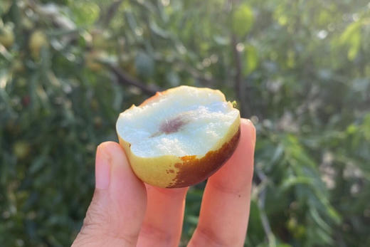 大荔冬枣，脆甜化渣，皮薄核小，发京东陆运 商品图0